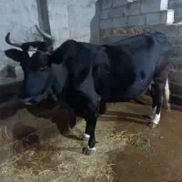 2راس گاو ماده و گوساله هلشتاین