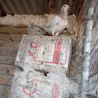 پلاکی|پرنده|بومهن, |دیوار