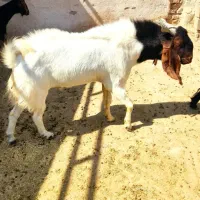 فروش کهره چبش تالی اصل