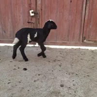 بره شیری|حیوانات مزرعه|سلفچگان, |دیوار