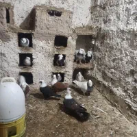 کلاغ وطوقی هفت رنگ