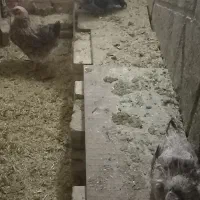 مرغ تخمگذار