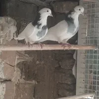 کفتر دولاب تن کردنی|پرنده|تهران, آهنگ|دیوار