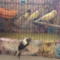 قناری|پرنده|ساروق, |دیوار