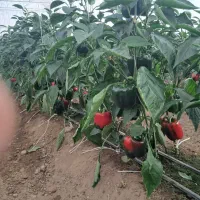 کارگر برا گلخانه
