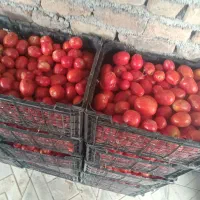 گوجه|خدمات باغبانی و درختکاری|کبودرآهنگ, |دیوار