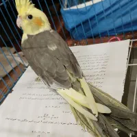 عروس هلندی