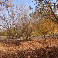 روغن حیوانی گوسفند ی کرمانشاه ی