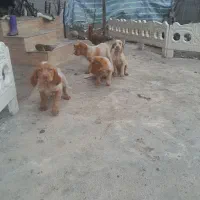 سگ توله شکاری|سگ|کوچصفهان, |دیوار