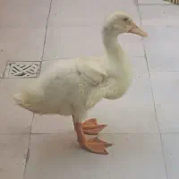 اردک دوماهه