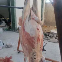 ذبح شرعی واسلامی|خدمات پذیرایی، مراسم|تبریز, |دیوار