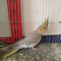 عروس هلندی سخنگو و مولد|پرنده|مینودشت, |دیوار