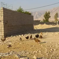 مرغ محلی درشت|حیوانات مزرعه|لیکک, |دیوار