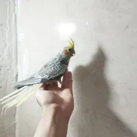 جوجه عروس هلندی دون خور|پرنده|خمین, |دیوار