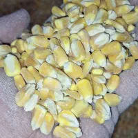 ذرت برزیل درجه یک