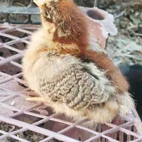 جوجه گلپایگانی