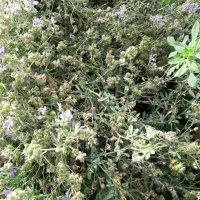 بذریونجه بغدادی دستگیر|خدمات باغبانی و درختکاری|اهواز, زرگان|دیوار