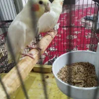 یه جفت نر و ماده عروس خوشکل کشیده|پرنده|فردیس, شهرک ارم|دیوار