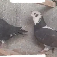 کفتر درجه۱ همه باهم جفتی ۳۵۰|پرنده|کاشان, آیت الله سعیدی|دیوار