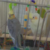 عروس هلندی نر و ماده