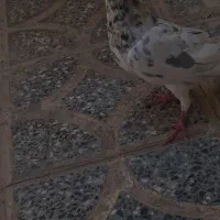 کفتر سرور نر