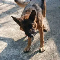 واگذاری ژرمن  اصیل