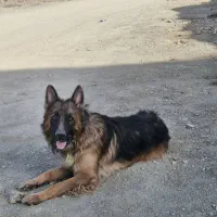 سگ ژرمن شیپرد
