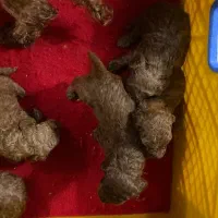 سگ پودل قهوه ی اورجینال|سگ|تهران, آسمان|دیوار