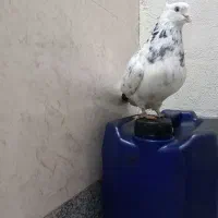 کفتر اصفهانی|پرنده|برخوار, |دیوار