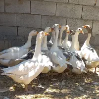 فروش تعدادی غاز جوان