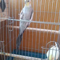 عروس هلندی|پرنده|پاکدشت, پاکدشت (مامازند)|دیوار