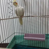 عروس هلندی|پرنده|کهریزک, |دیوار