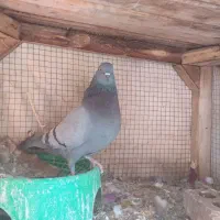 کفترماده سبز دوخط پرشی