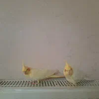 عروس هلندی لوتینو|پرنده|قم, بنیاد|دیوار