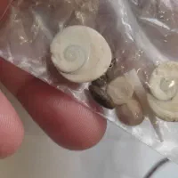 مهره گهنه