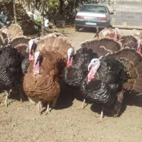 فروش بوقلمون|حیوانات مزرعه|سنندج, |دیوار