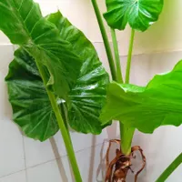 ۶ عدد گل با آدم چند ساله با ارتفاع نزدیک به ۲ متر|گل و گیاه طبیعی|تهران, ونک|دیوار