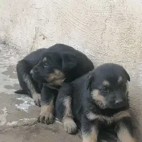 سگ ژرمن|سگ|مسجد سلیمان, |دیوار