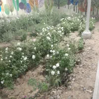 تحقیقات گل وگیاه|فعالیت داوطلبانه تحقیقاتی|کرج, مهرویلا جنوبی|دیوار