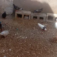 کبوتر