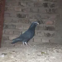 کبوتر زاغ