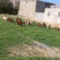 بره نر|حیوانات مزرعه|قروه, |دیوار