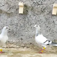 کبوترشامی وسرخ زرد