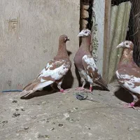 فروش تعدادی ملیمنز نر همه برادر زات خوب ویک ساله