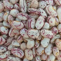لوبیا چیتی نمونه|خوردنی و آشامیدنی|فارسان, |دیوار
