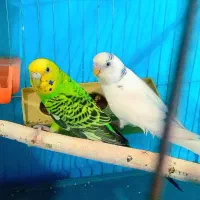 مرغ عشق مولد همراه جوجه