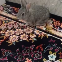 خرگوش خونگی|موش و خرگوش|لنجان, |دیوار