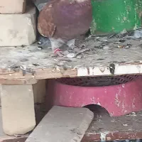 کفتر|پرنده|تخت, |دیوار