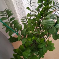 گیاه  زاموفلیا