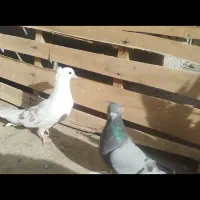 جفت کبوتر|پرنده|سراوان, |دیوار